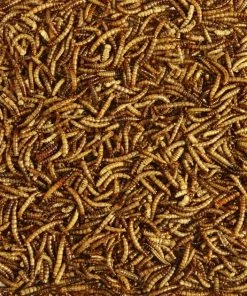 Kaytee Meal Worm Wild Bird Food -KAYTEE Sales Store 103496 PT3. SY630 V1591018125