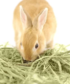 Kaytee First Cut Timothy Hay Small Animal Food 15 Kaytee First Cut Timothy Hay Small Animal Food -KAYTEE Sales Store 173892 PT6. SY630 V1621904552