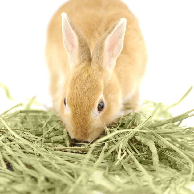 Kaytee First Cut Timothy Hay Small Animal Food 7 Kaytee First Cut Timothy Hay Small Animal Food - Image 7