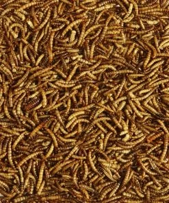 Kaytee Dried Mealworms Wild Bird & Chicken Treat -KAYTEE Sales Store 175930 PT4. SY630 V1563805070