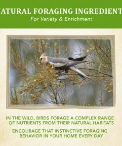 Kaytee Food from the Wild Cockatiel Bird Food, 2.5-lb bag -KAYTEE Sales Store 247995 PT6. SY630 V1597091773