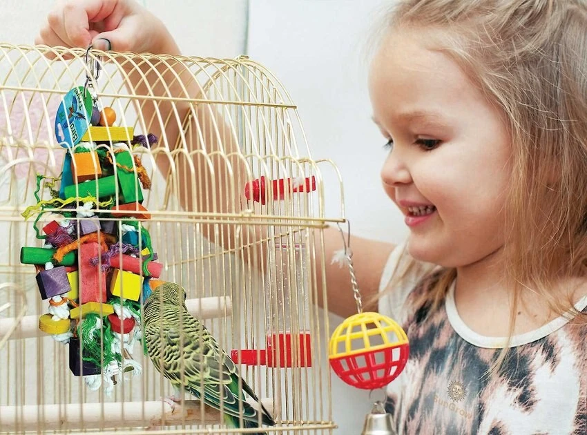 Kaytee||SunGrow Kaytee Supreme Parakeet Food + Sungrow Parrot Chew Toy, Foraging Blocks, Rainbow Wood 5 Kaytee||SunGrow Kaytee Supreme Parakeet Food + Sungrow Parrot Chew Toy, Foraging Blocks, Rainbow Wood - Image 5