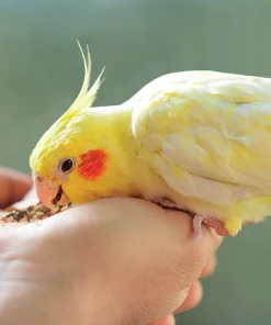 Kaytee Food from the Wild Medley Small Pet Bird Treats, 3-oz bag 8 Kaytee Food from the Wild Medley Small Pet Bird Treats, 3-oz bag -KAYTEE Sales Store 368875 PT2. SY630 V1644902536