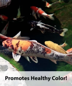 Kaytee Koi's Choice Premium Fish Food -KAYTEE Sales Store 95330 pt6. SY630 V1577495620